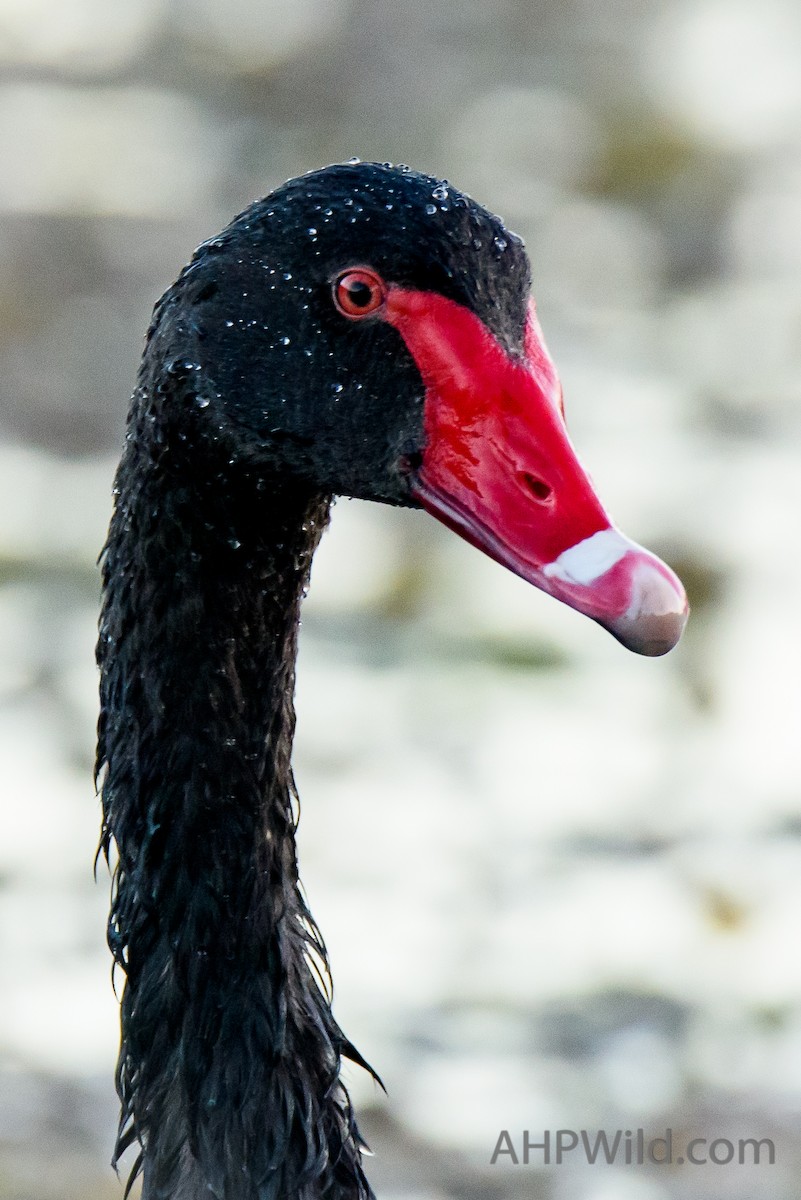 Black Swan - ML65132941