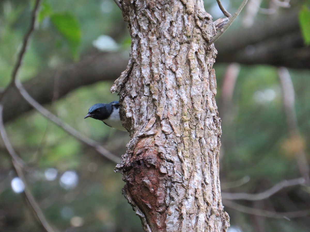 Black-throated Blue Warbler - ML65133561