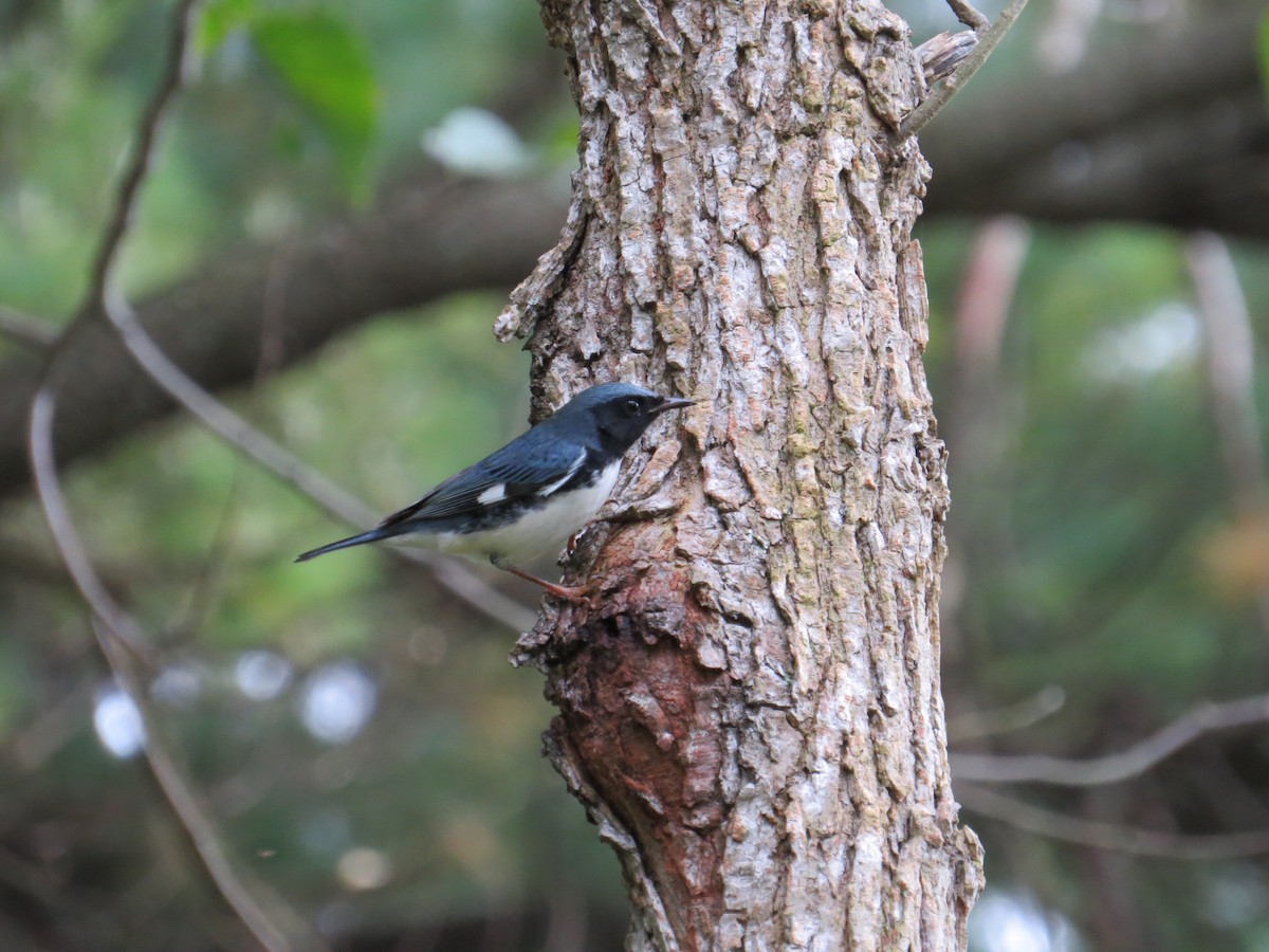 Black-throated Blue Warbler - ML65133571