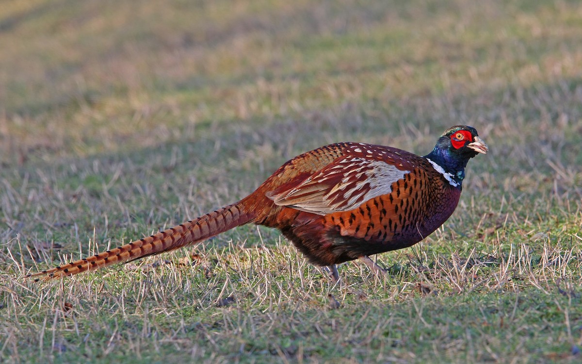 Ring-necked Pheasant - Christoph Moning