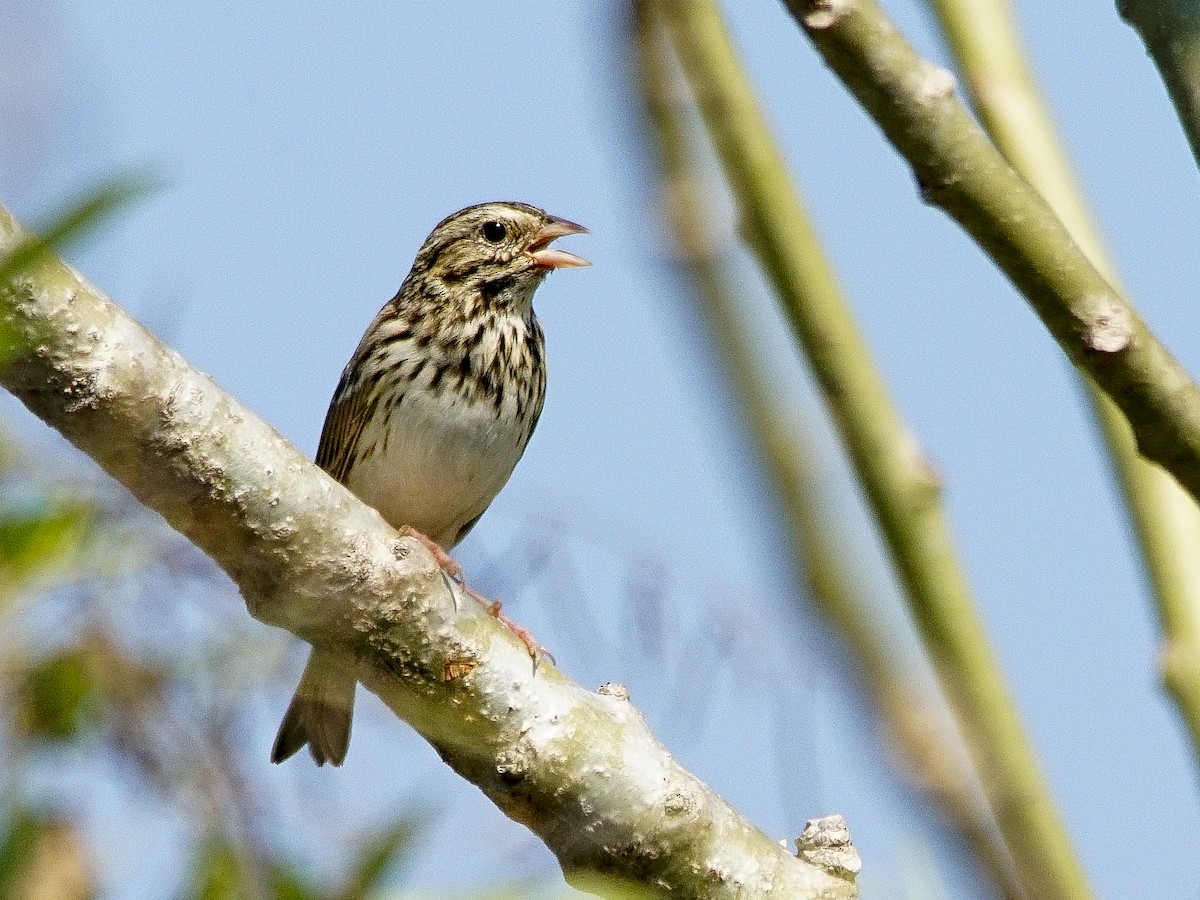 Savannah Sparrow - Carlos Echeverría