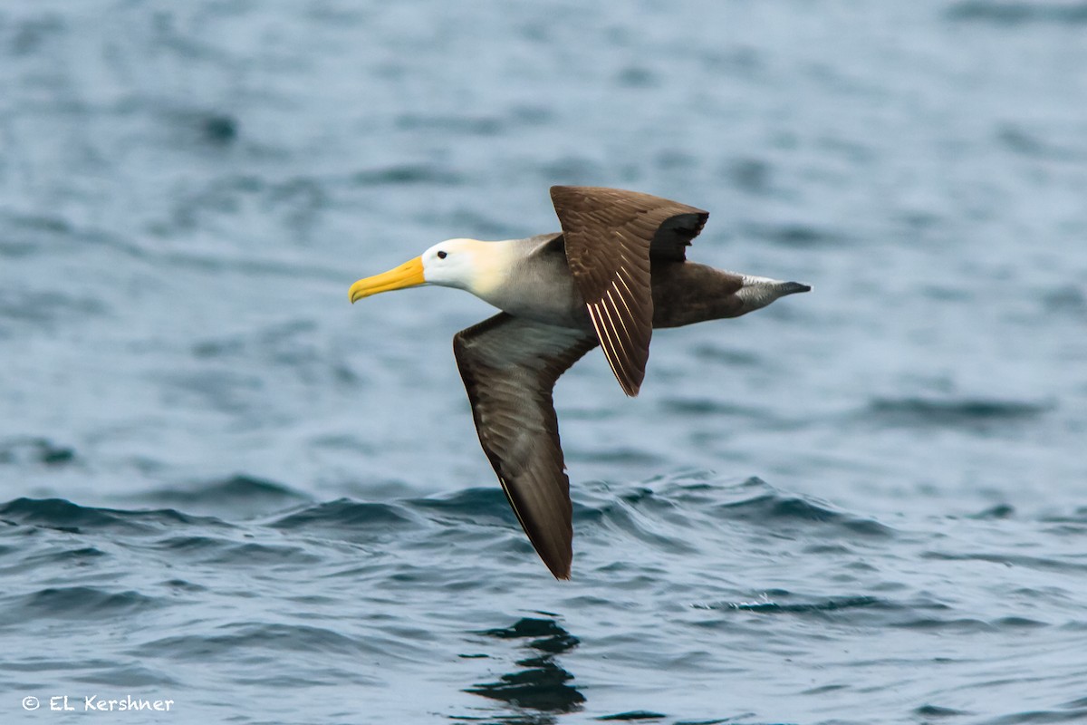 Waved Albatross - ML65135531