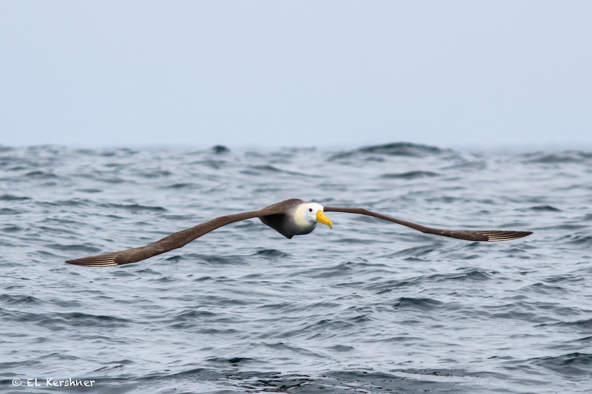 Waved Albatross - ML65135591