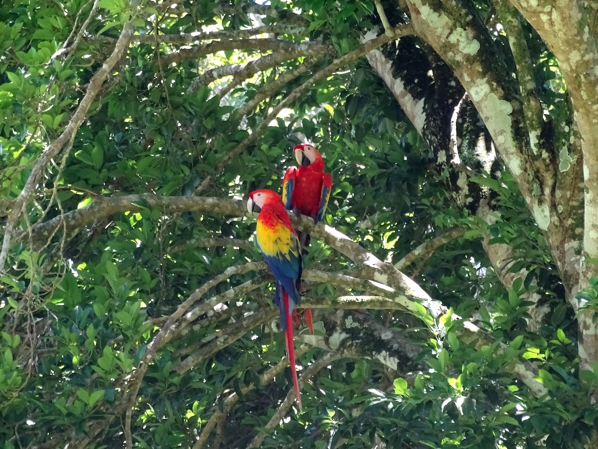 Scarlet Macaw - Julio Acosta  ES Tour Guide