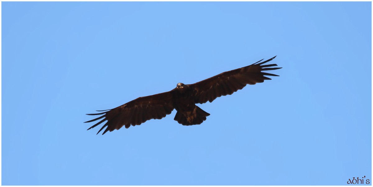Greater Spotted Eagle - ML65139491