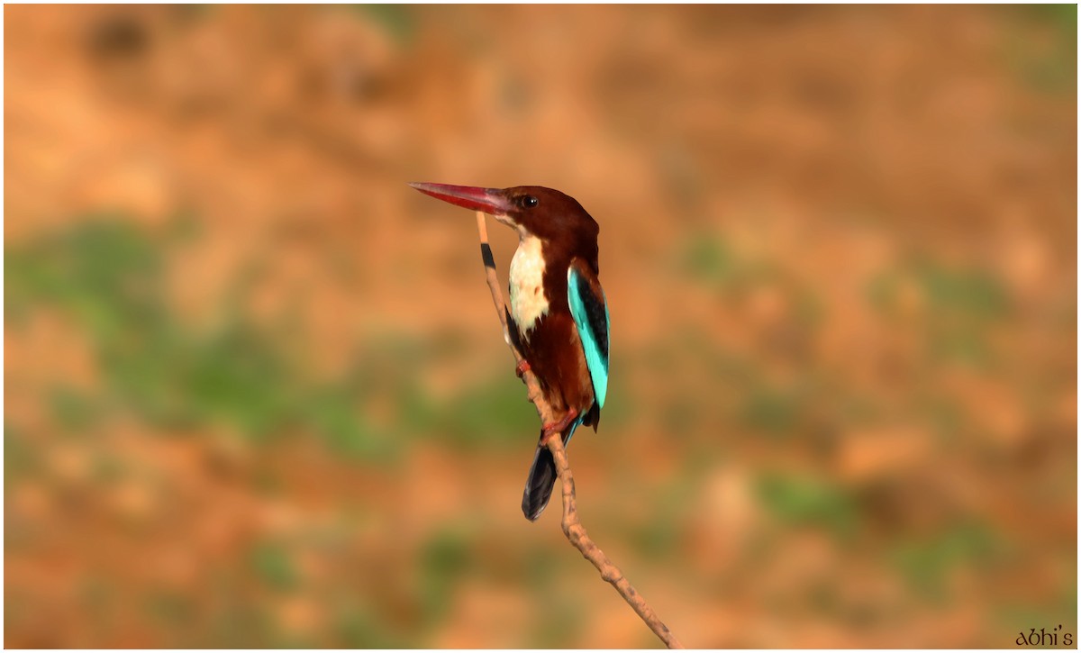 White-throated Kingfisher - Abhijith surendran