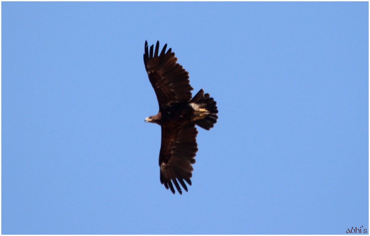 Greater Spotted Eagle - Abhijith surendran