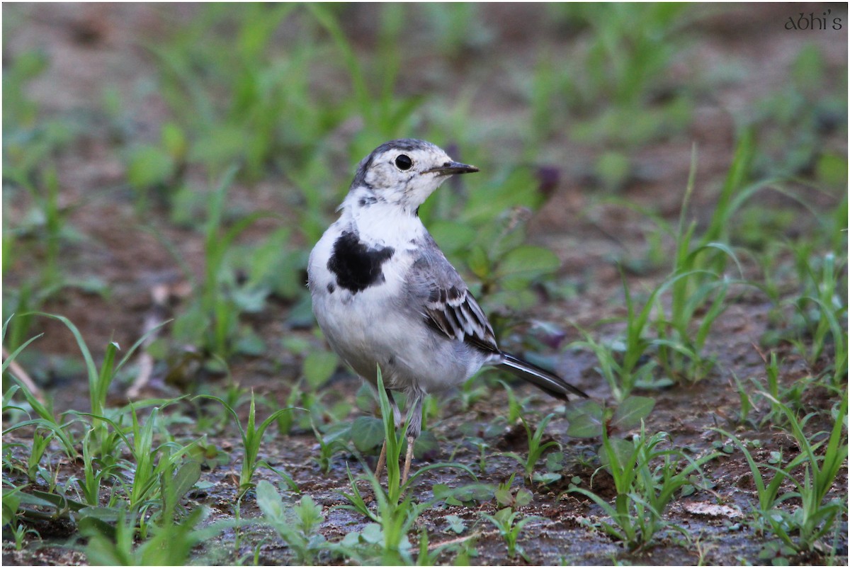 White Wagtail - Abhijith surendran