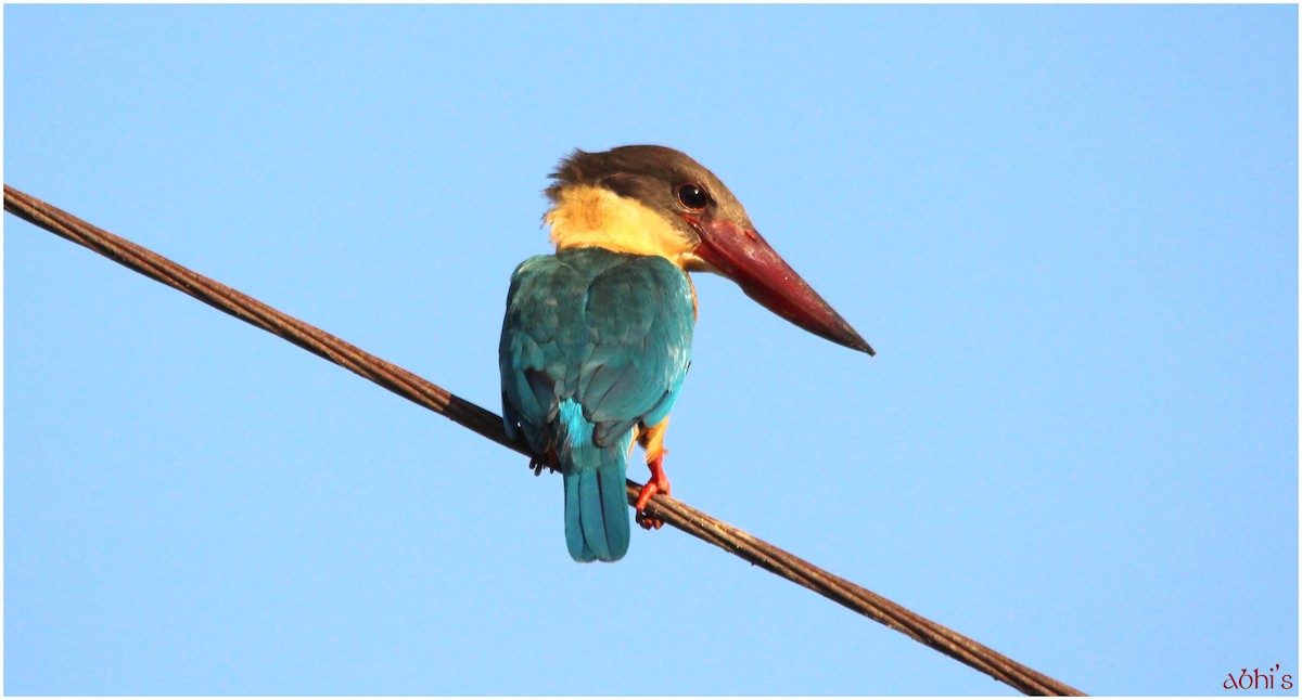 Stork-billed Kingfisher - Abhijith surendran