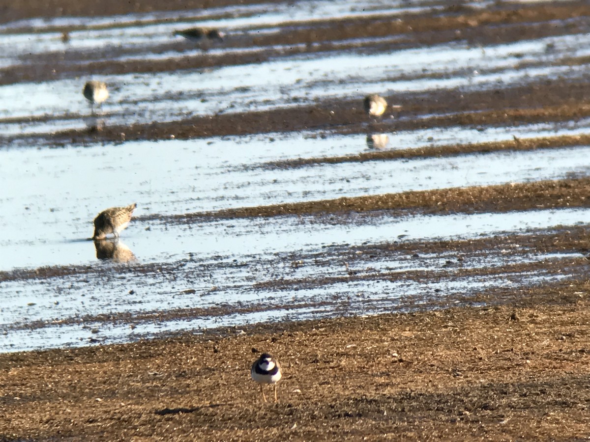 Semipalmated Plover - ML65142601