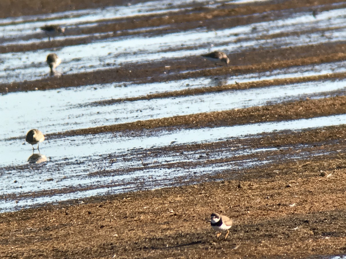 Semipalmated Plover - ML65142611