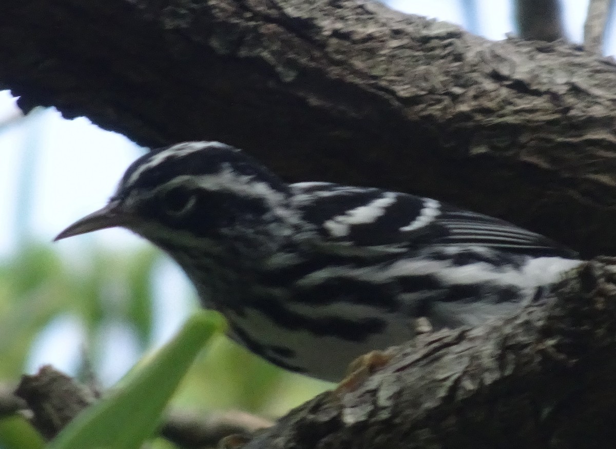 Black-and-white Warbler - ML65143291