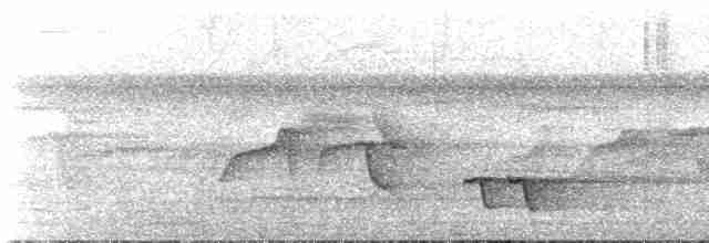 Dot-backed Antbird - ML65144021
