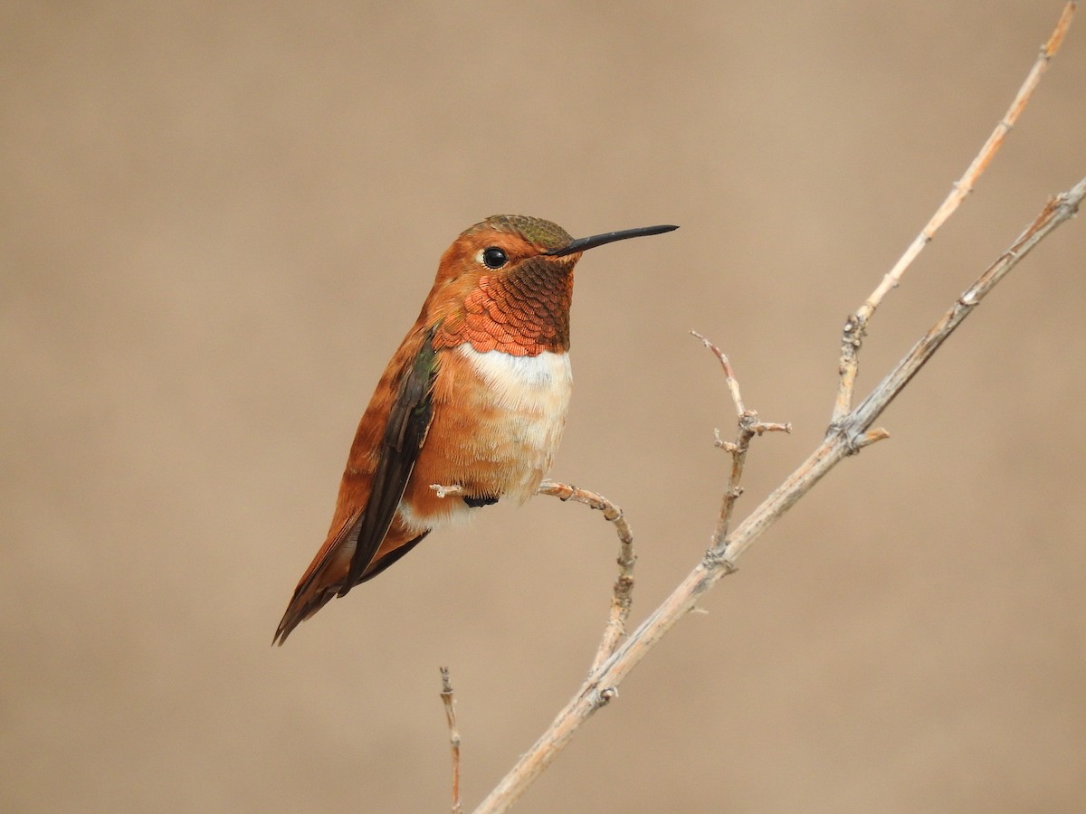 Rufous Hummingbird - Spencer Follett