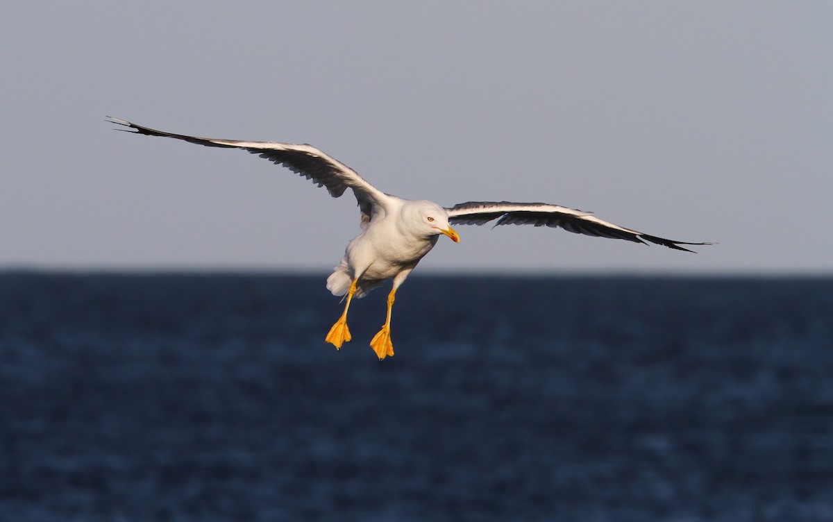 Yellow-legged Gull - Christoph Moning