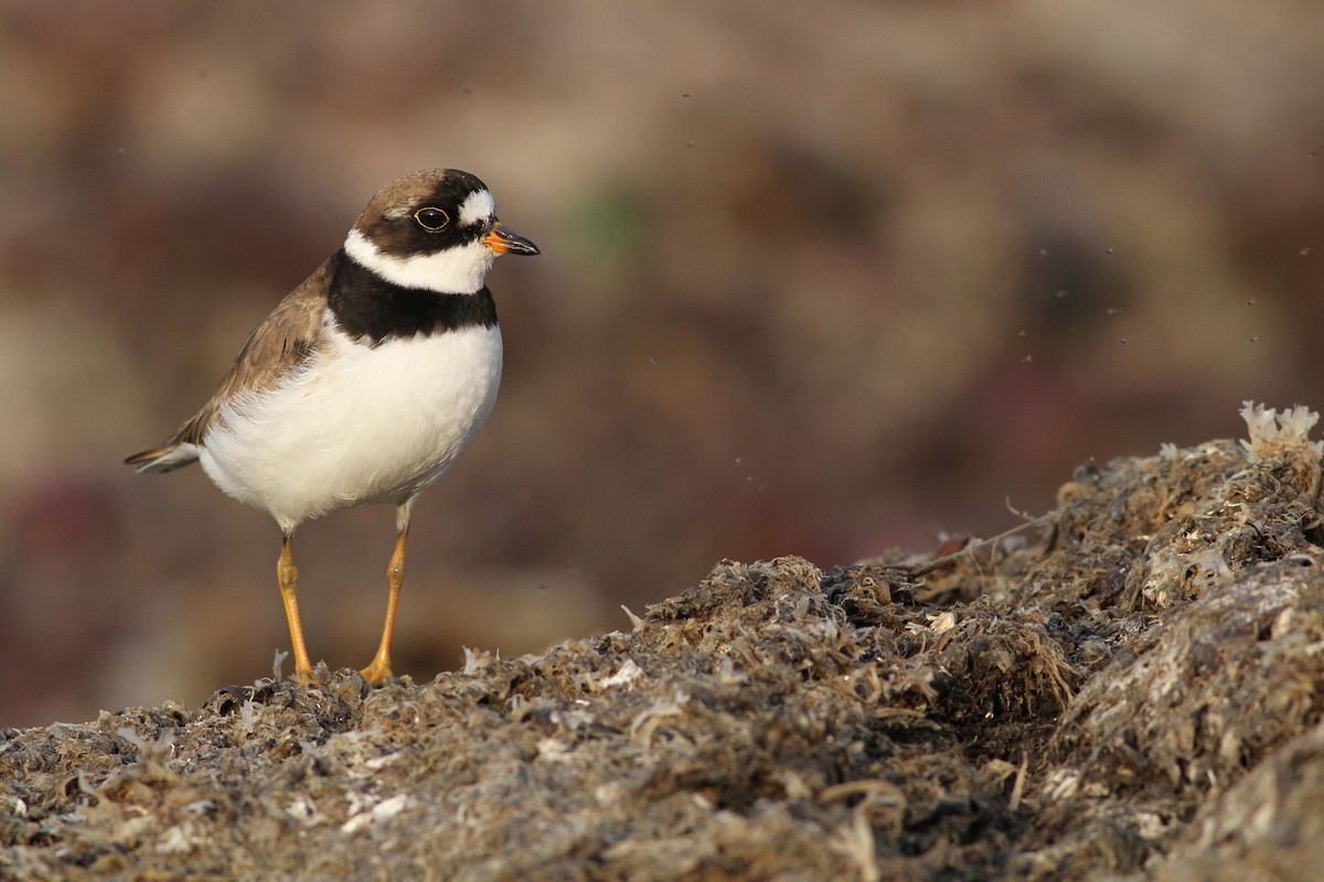 Semipalmated Plover - ML65149121
