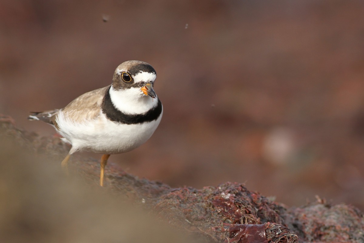 Semipalmated Plover - ML65151731