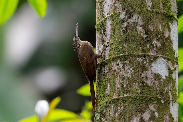 Cocoa Woodcreeper