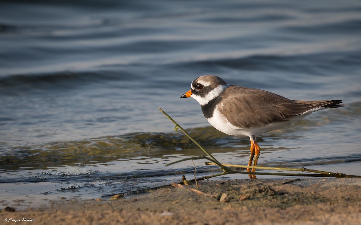 Common Ringed Plover - ML65155001