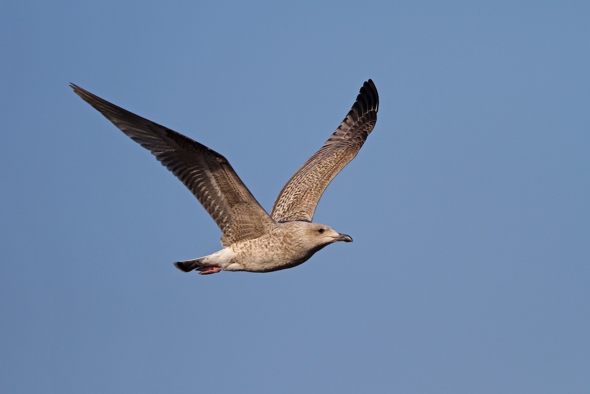 Herring Gull (European) - ML65155151
