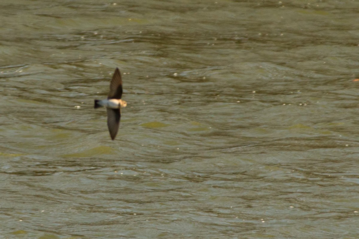 Northern Rough-winged Swallow - ML65155471