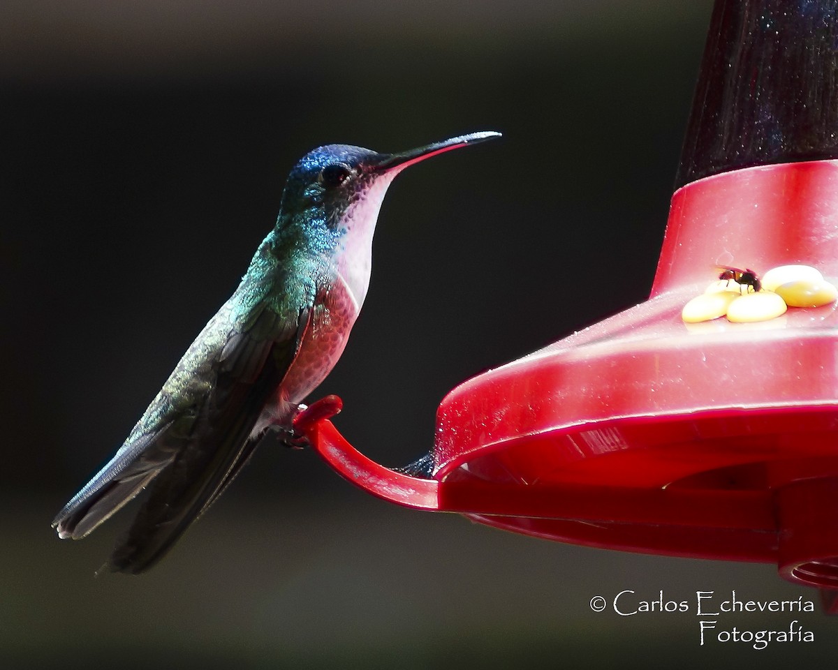 Azure-crowned Hummingbird - ML65156791