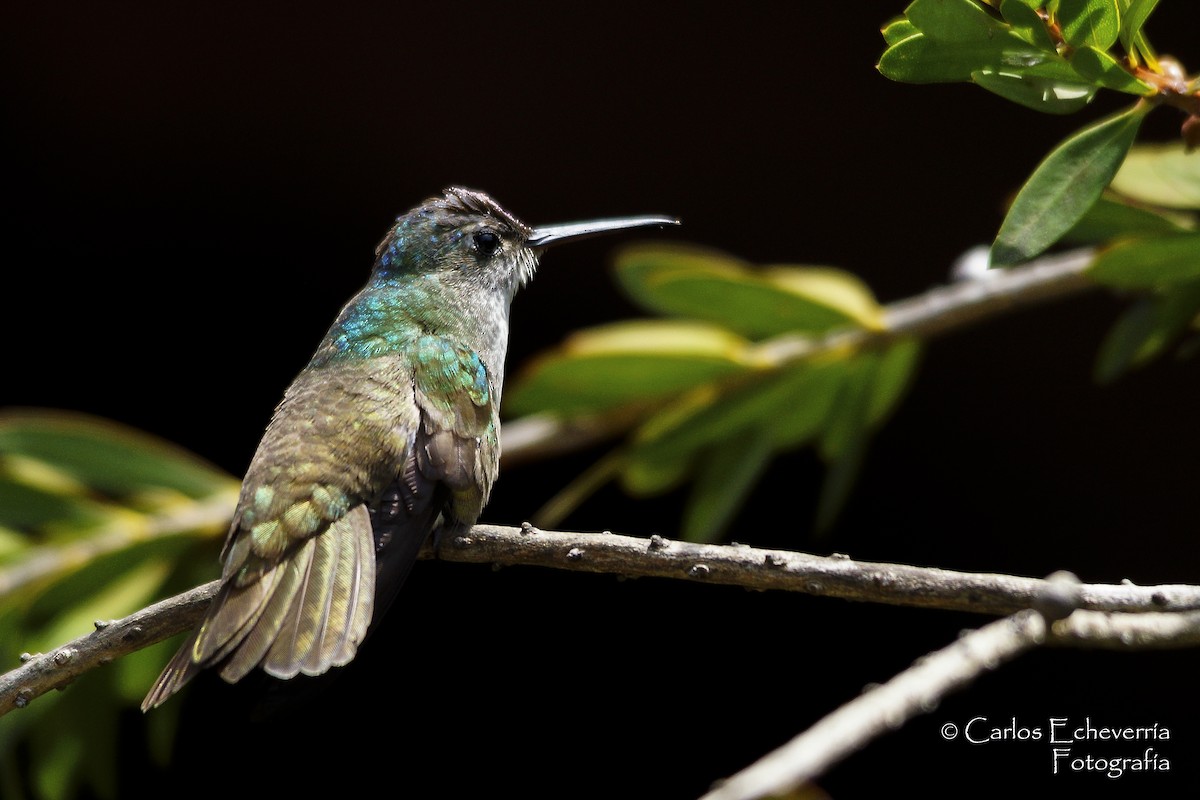 Azure-crowned Hummingbird - Carlos Echeverría