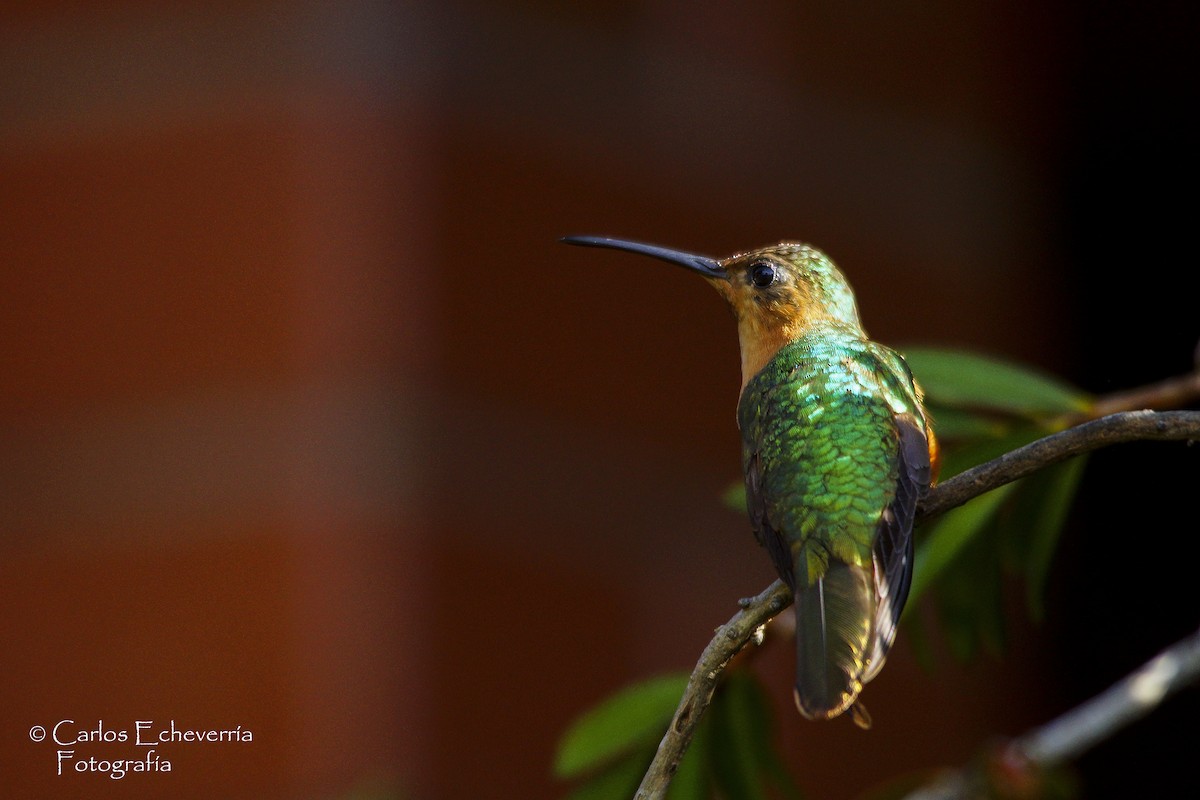 kolibřík pestroocasý - ML65156921