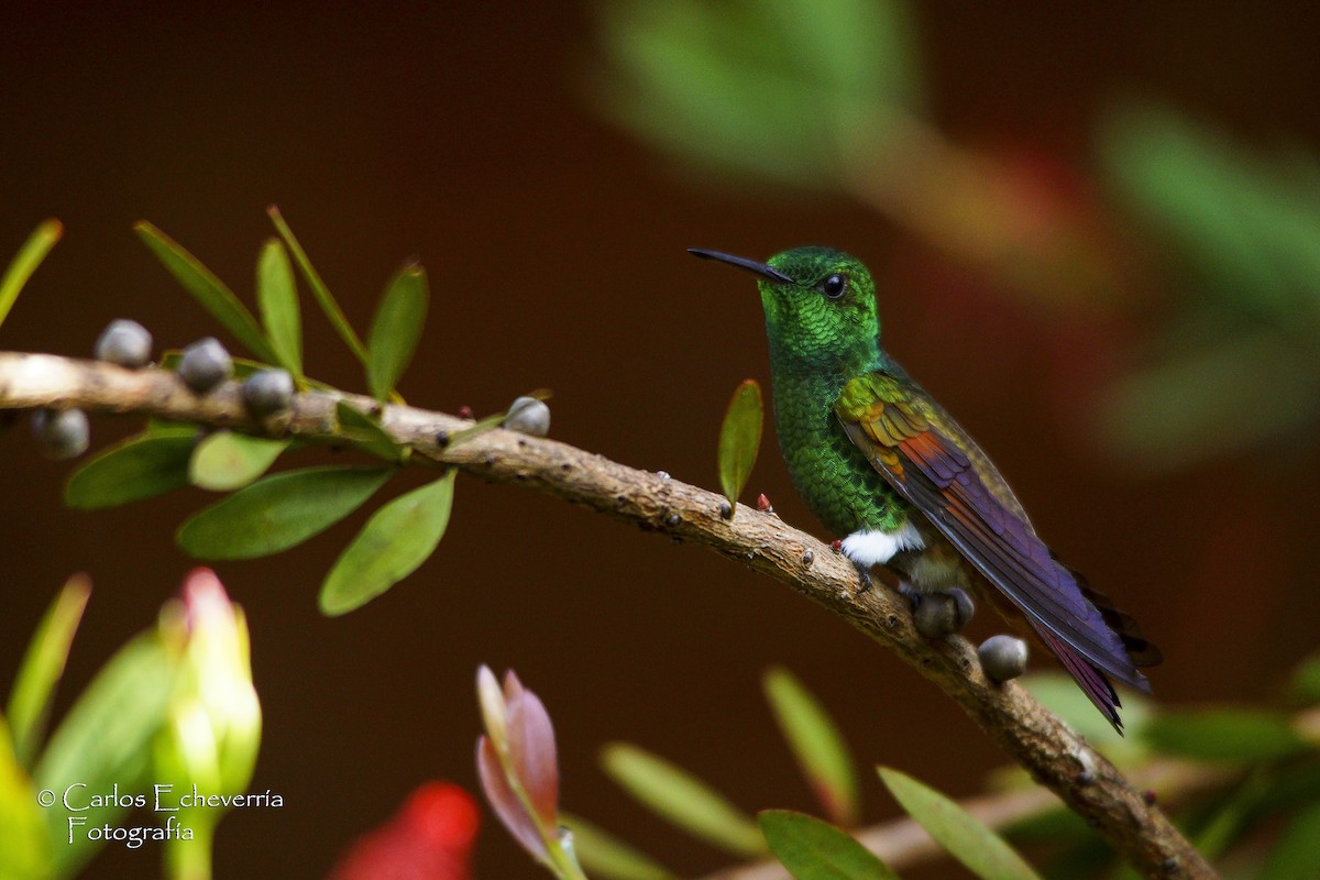 Berylline Hummingbird - Carlos Echeverría