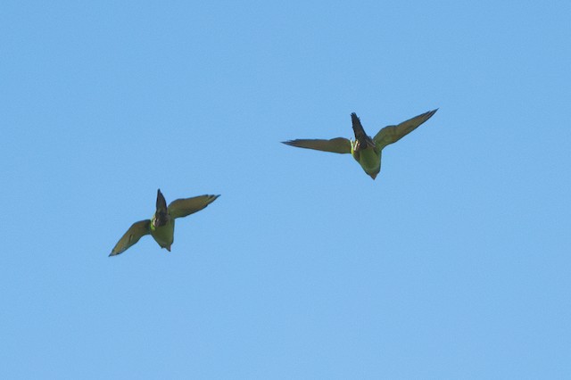 Pacific Parakeet