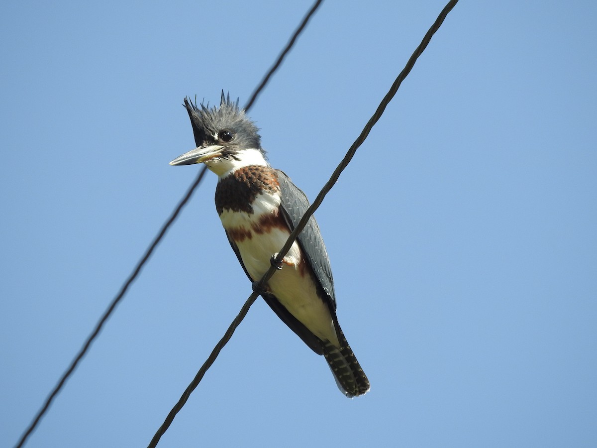 Belted Kingfisher - ML65160411