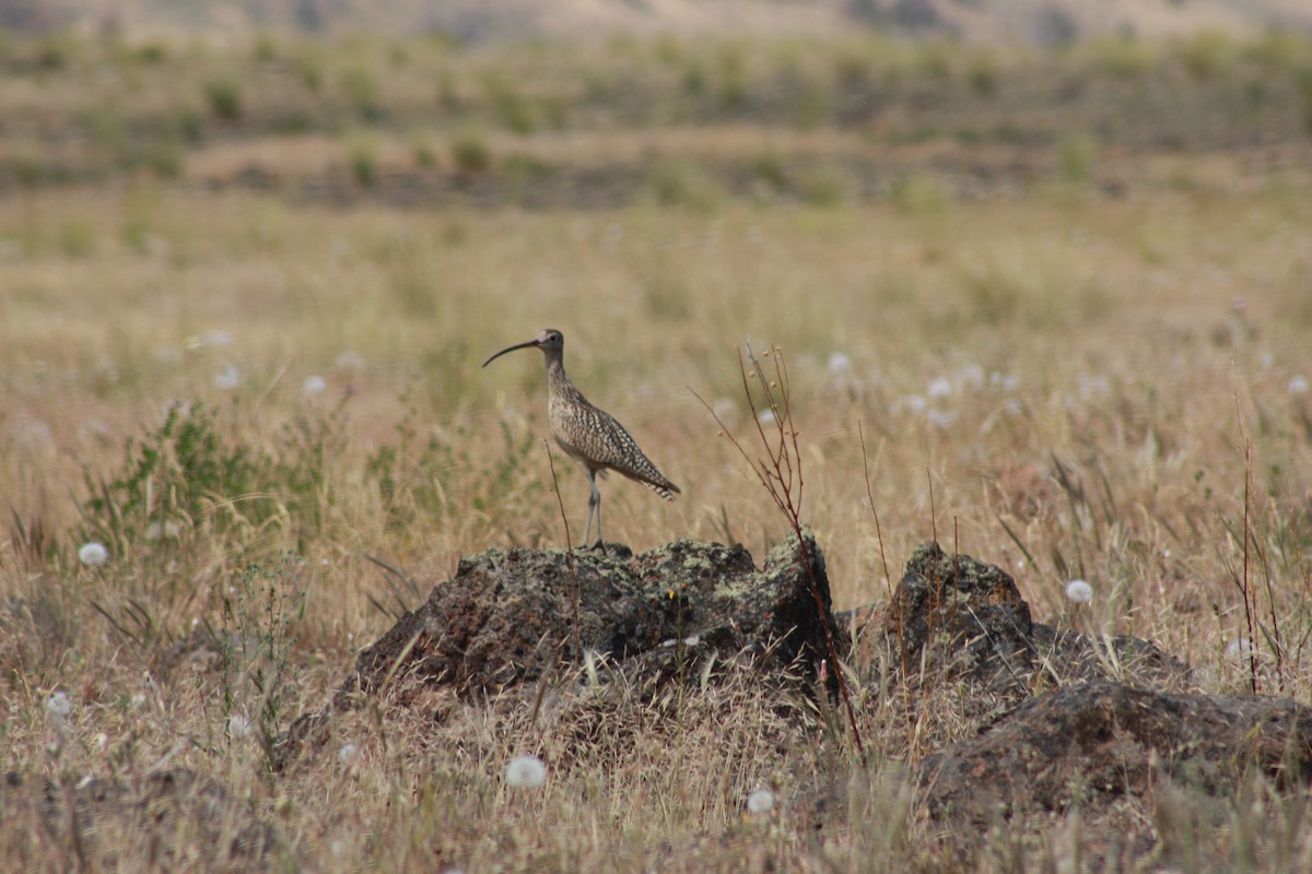 Long-billed Curlew - ML65160621