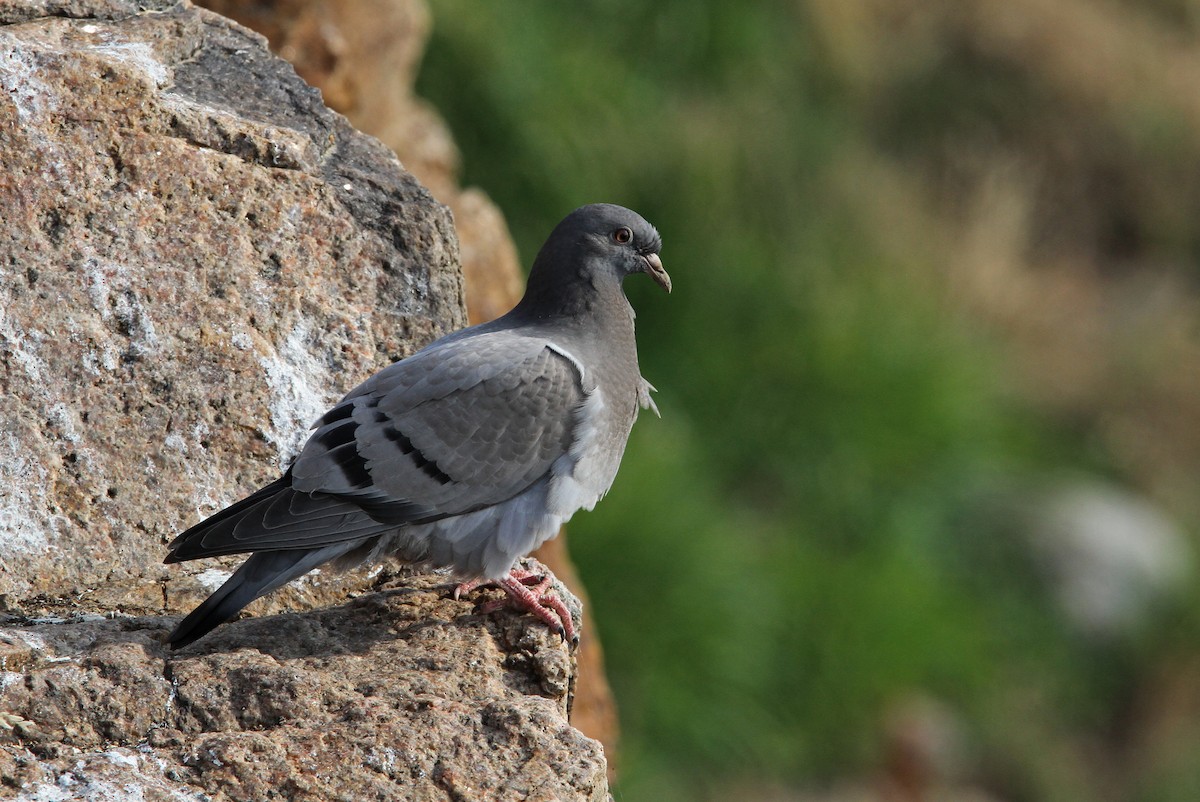 Rock Pigeon (Feral Pigeon) - ML65161841