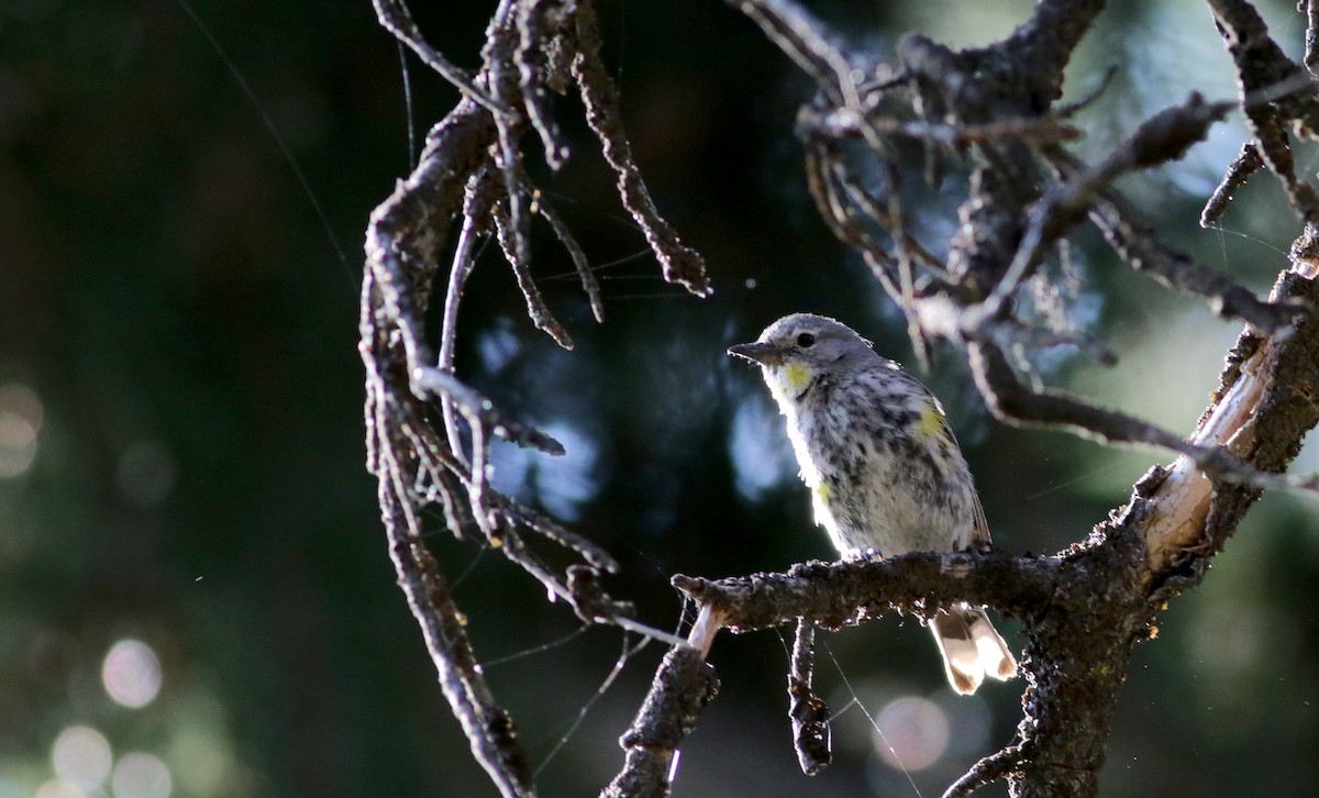 Yellow-rumped Warbler (Audubon's) - ML65163611