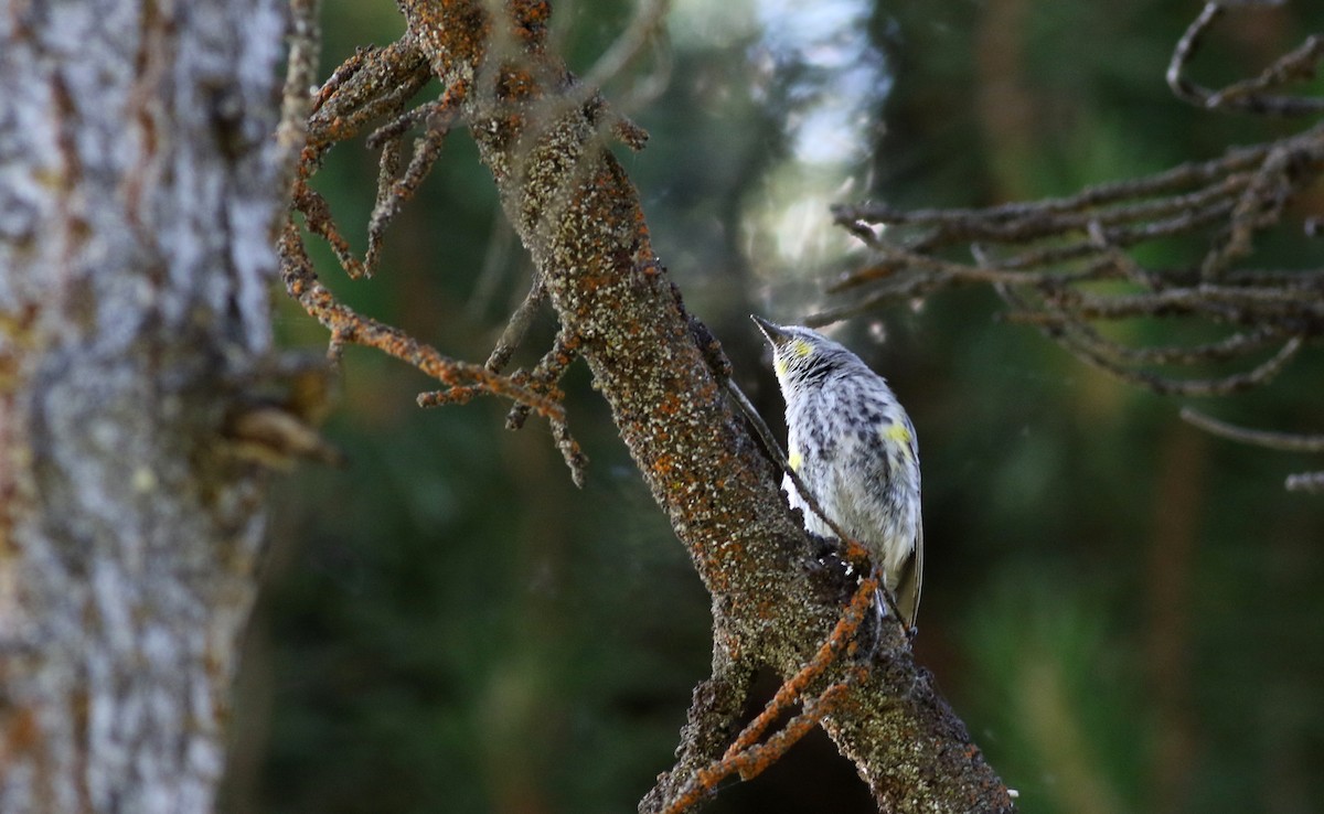 Yellow-rumped Warbler (Audubon's) - ML65163621