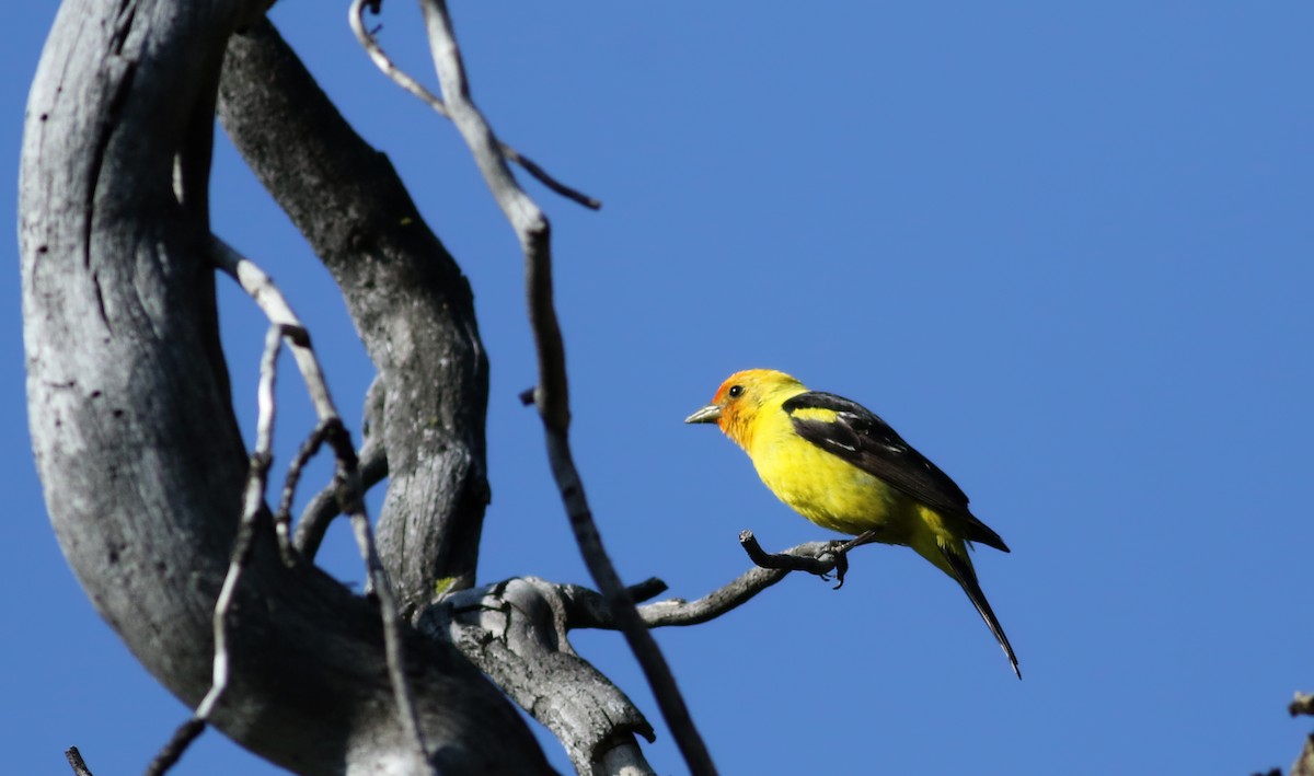 Western Tanager - ML65165461