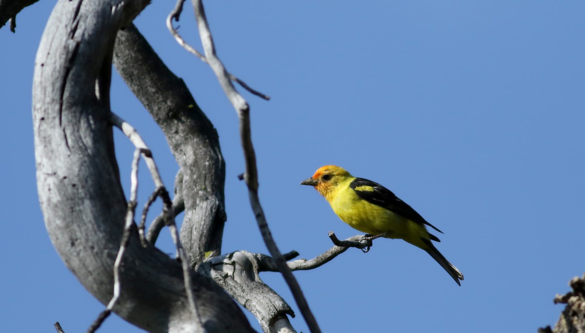 Western Tanager - ML65165471