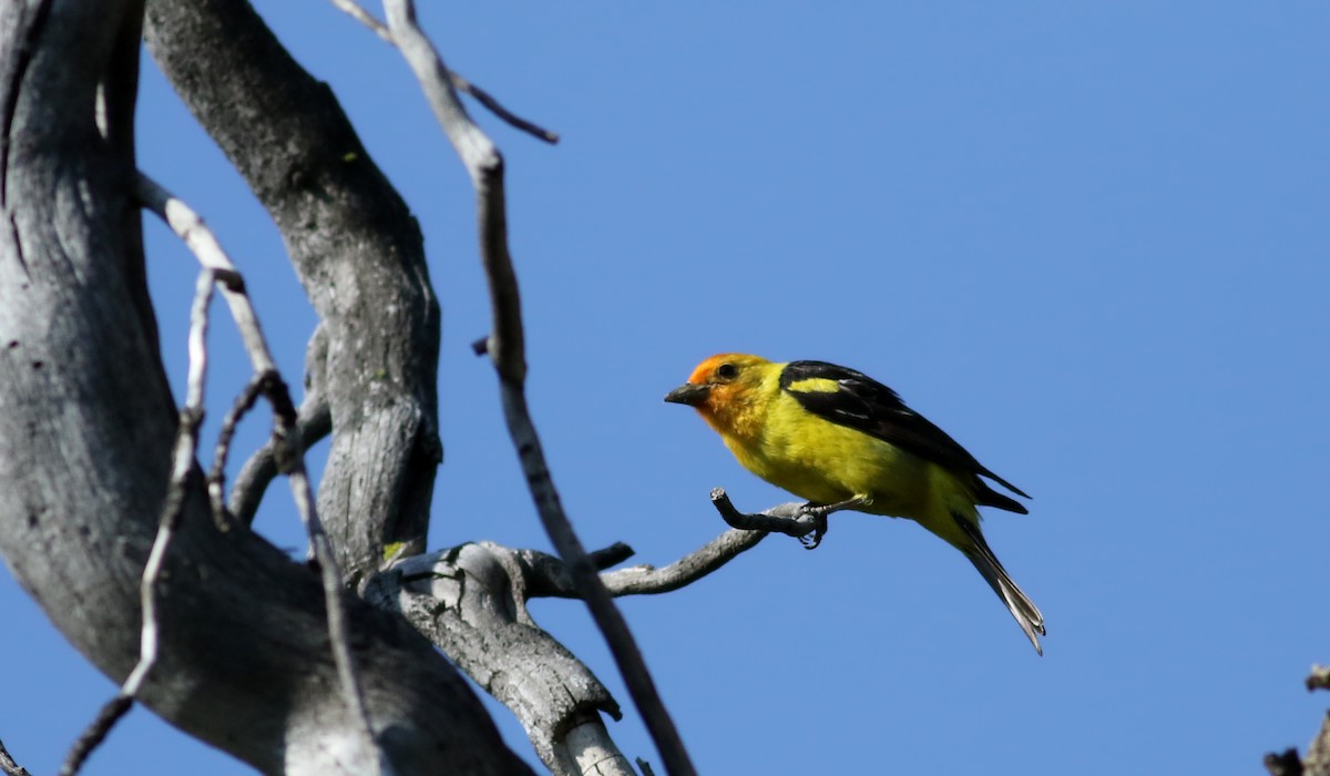 Western Tanager - ML65165481
