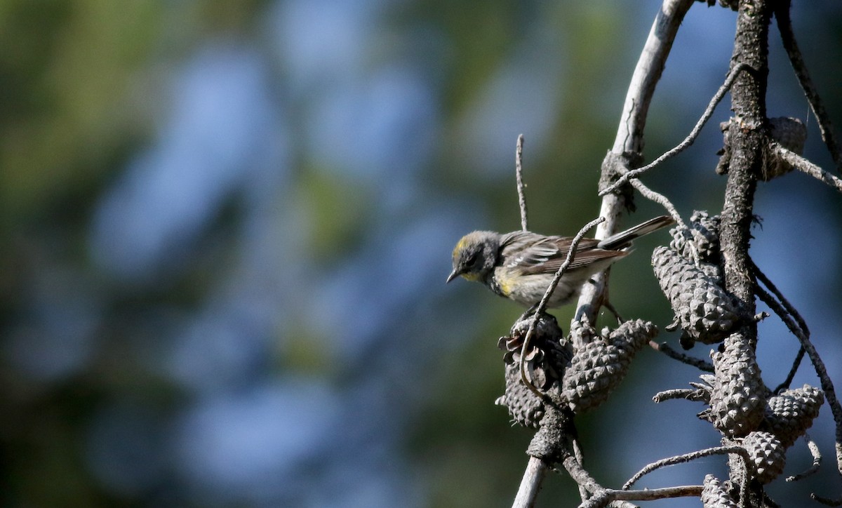 Yellow-rumped Warbler (Audubon's) - ML65165581