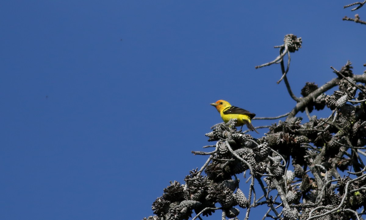 Western Tanager - ML65165631