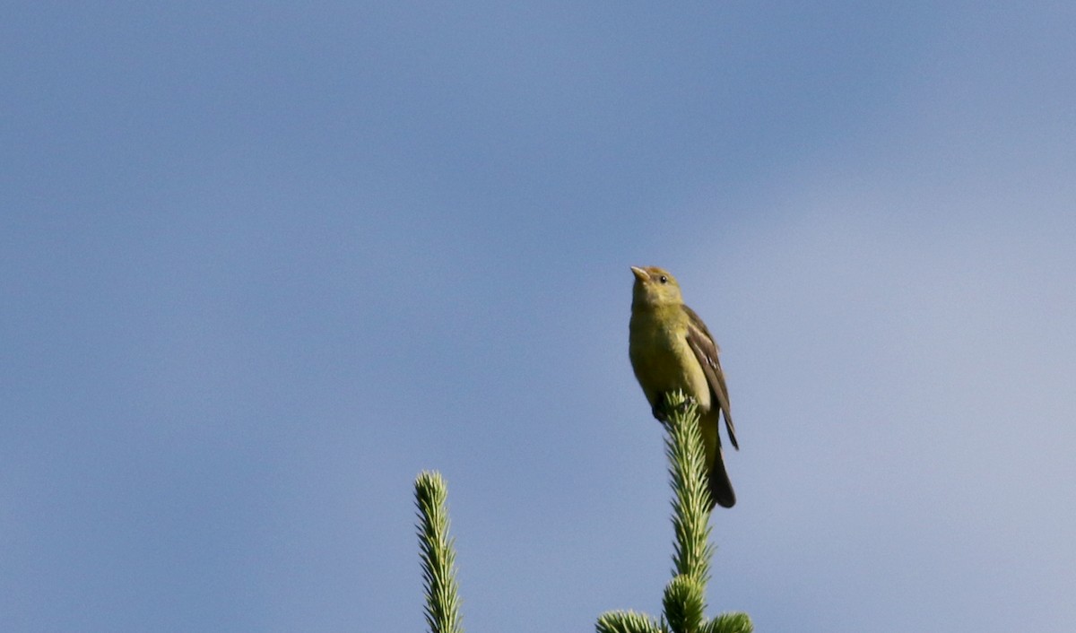 Western Tanager - ML65167081