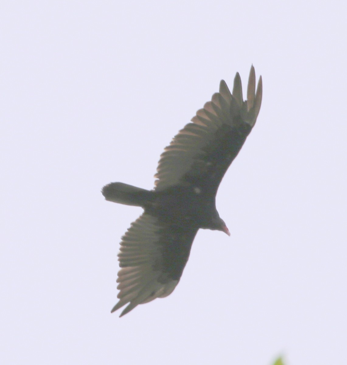 Turkey Vulture - ML65167531
