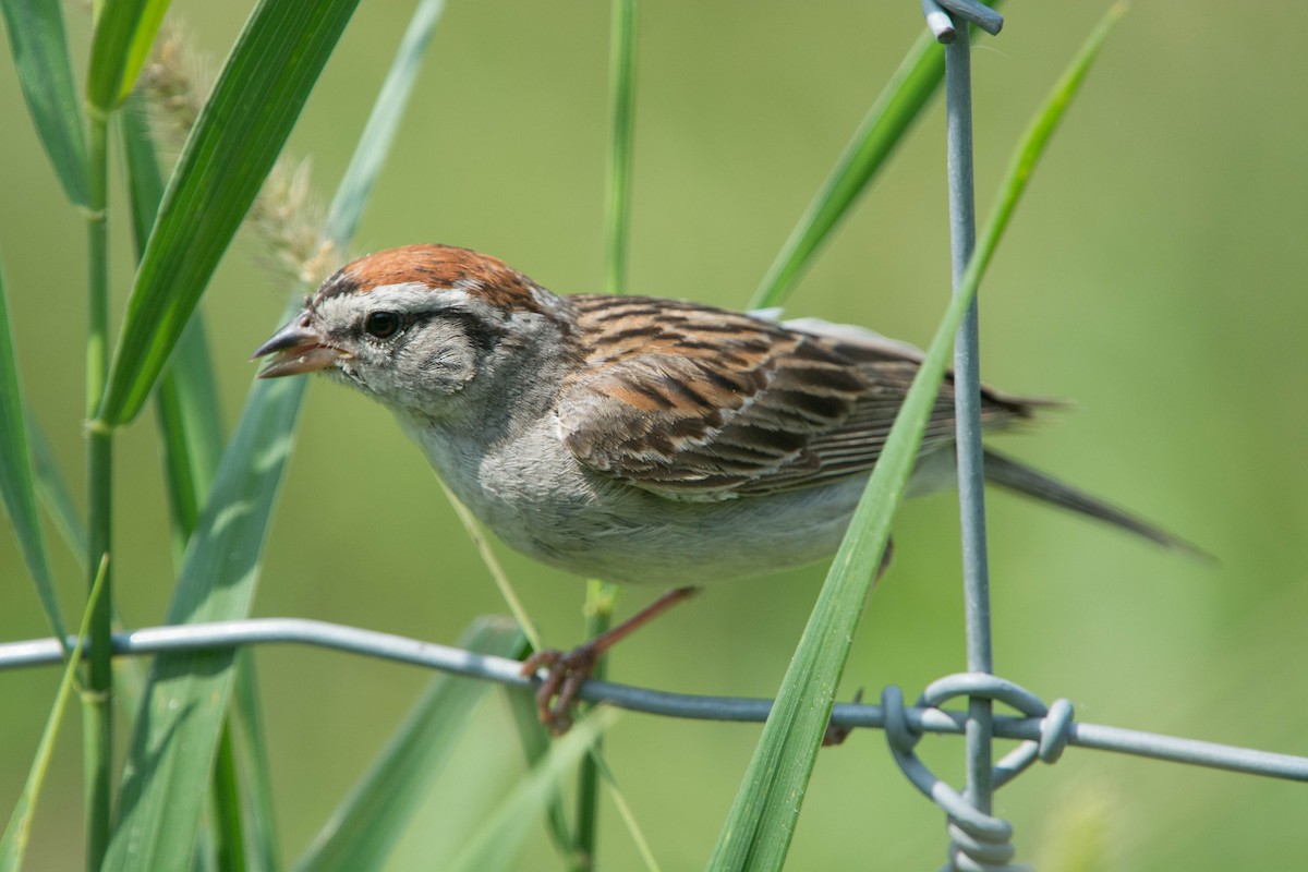 Chipping Sparrow - Louis Lemay