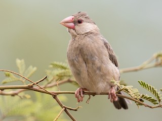 ブンチョウ - eBird