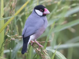 ブンチョウ - eBird