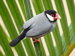 Java Sparrow - eBird