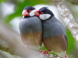 ぶんちょう チモールブンチョウ - eBird