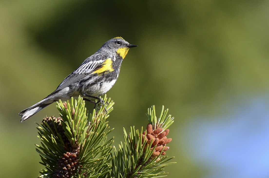 Yellow-rumped Warbler (Audubon's) - ML65168331