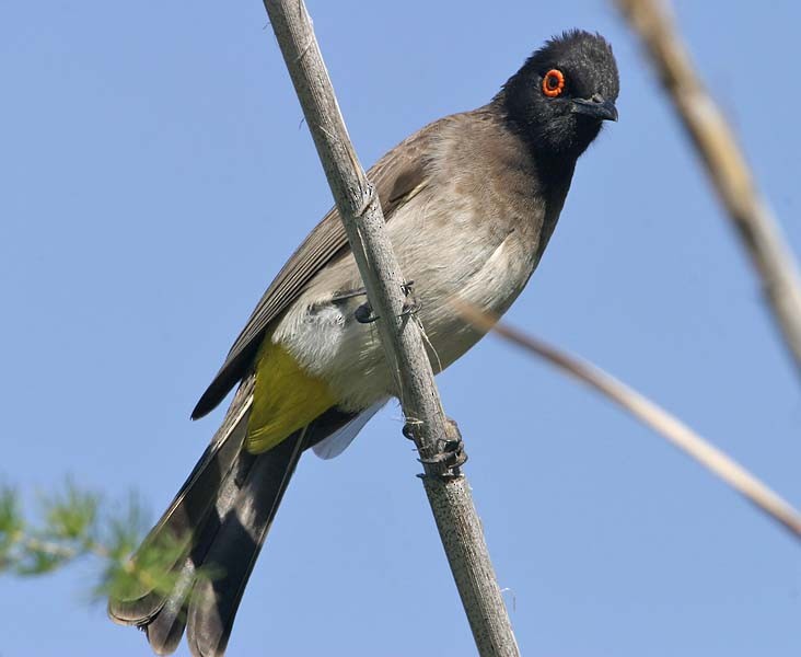 Black-fronted Bulbul - Don Roberson