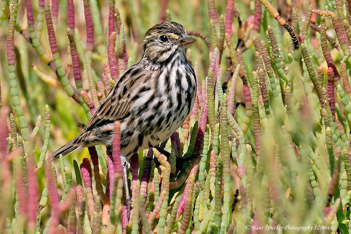 Savannah Sparrow (Belding's) - ML65171451